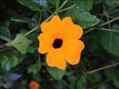 This was one of the species of flowers that can be found in Margaret River. Know as the black-eyed Susan vine.: by unique, Views[353]