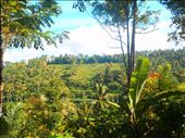 This was also taken in Bali this is one of the many rice fields surrounded by beautiful trees an palms. : by unique, Views[285]