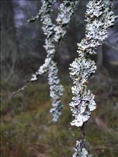 Playing of Nature: by upthehill, Views[183]