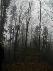 Mystery in a woods: by upthehill, Views[154]