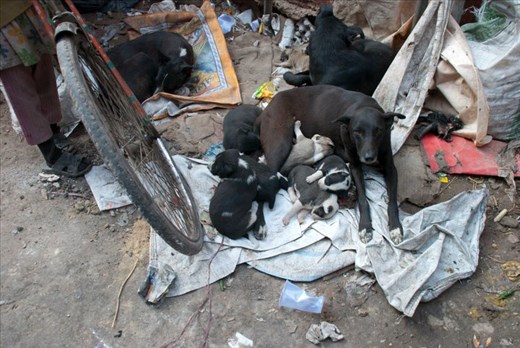 Being at home in the alleys of New Delhi