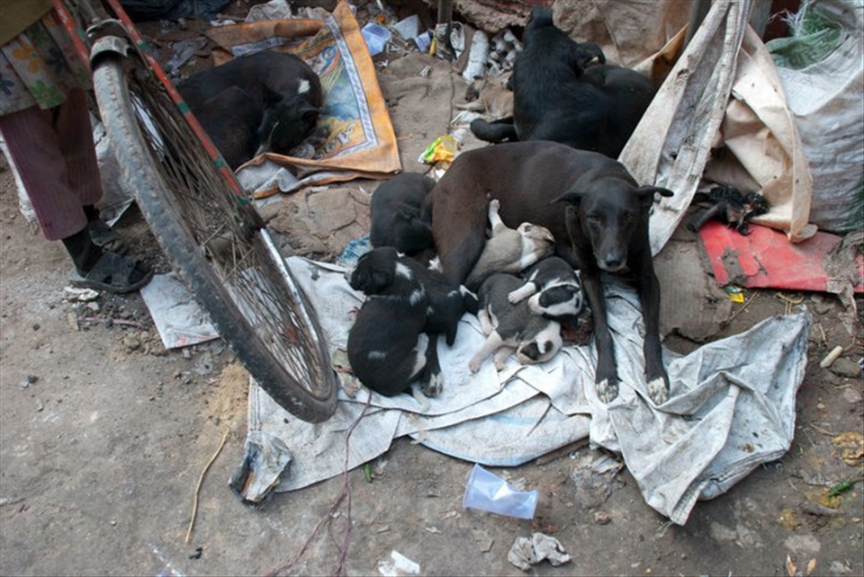 Being at home in the alleys of New Delhi