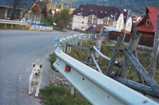 I fell in love with this little white friend who was following me during my way to Bukovel' mountains.So many happiness in such small fluffy