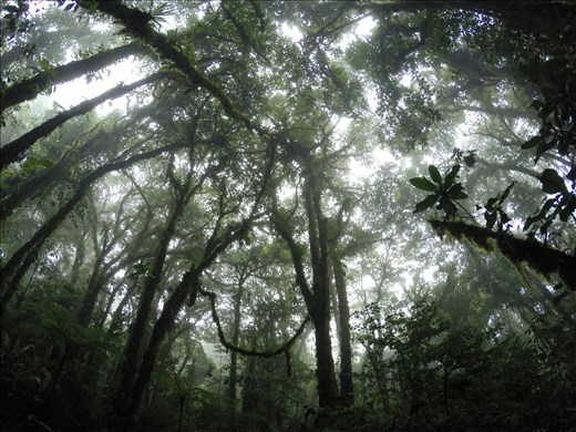 Bosque de Monteverde (Costa Rica)