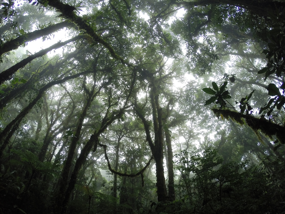 Bosque de Monteverde (Costa Rica)