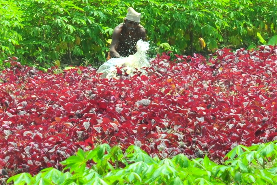 Trivandrum, India. I was walking in the jungle and when I saw this man working.