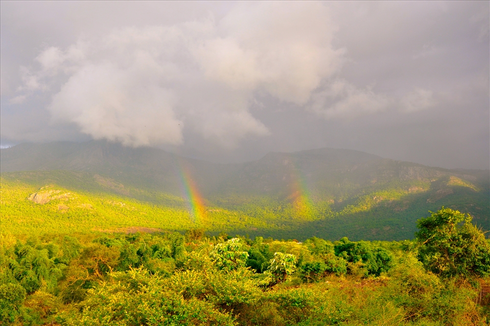 Nationalparc, south India, Nilgiri Hills. I was actually waiting for a tiger.