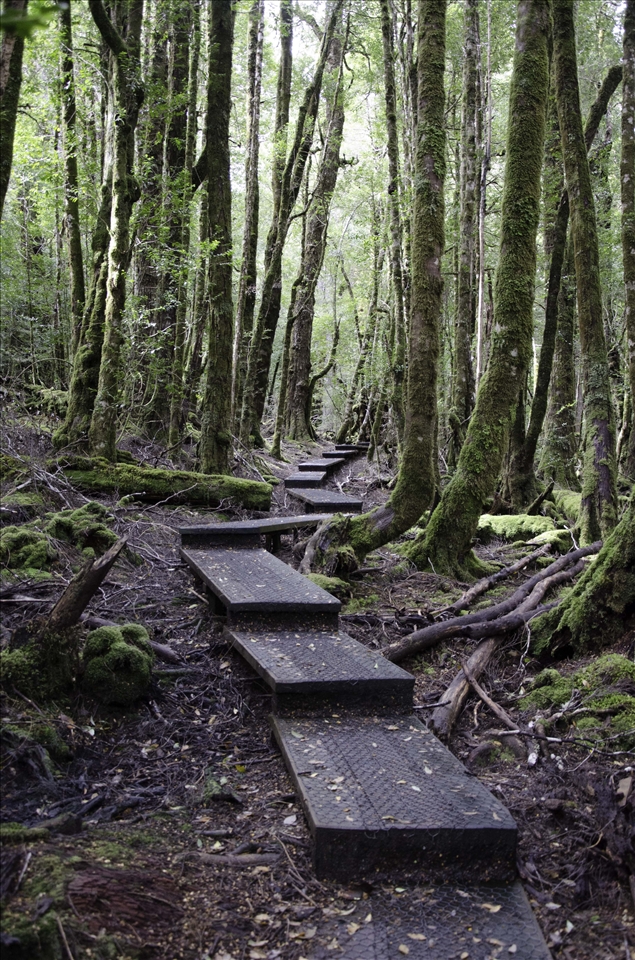 Tasmania has many magic paths.You never know what you'll see at the end of them.