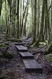 Tasmania has many magic paths.You never know what you'll see at the end of them.: by vaclav, Views[391]
