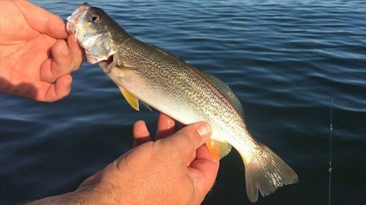 Sea Trout, Fort Myers Beach