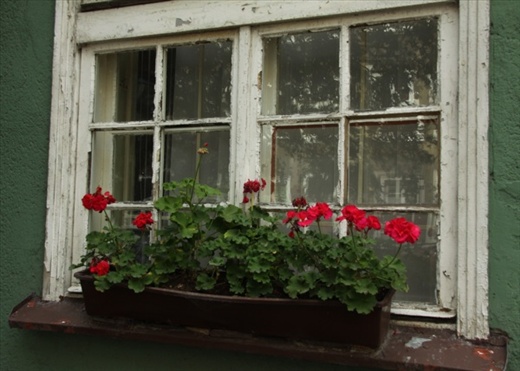 Geraniums