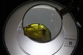 Inclusion, insects trapped in Amber, Amber Museum: by vagabonds, Views[626]