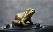 Fountain frog, Old Town Torun: by vagabonds, Views[676]