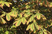 Chestnut leaves, Old Town Torun: by vagabonds, Views[671]