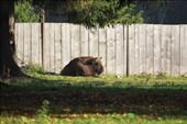 Reintroducing European bison, Bialowieza National Park : by vagabonds, Views[638]
