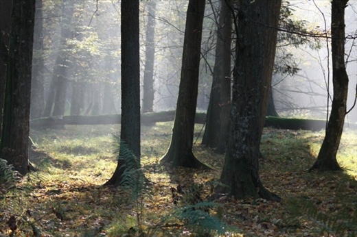 Autumn morning, Bialowieza National Park 