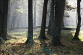 Autumn morning, Bialowieza National Park : by vagabonds, Views[684]