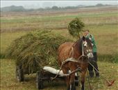 Making hay the old fashion way: by vagabonds, Views[2648]