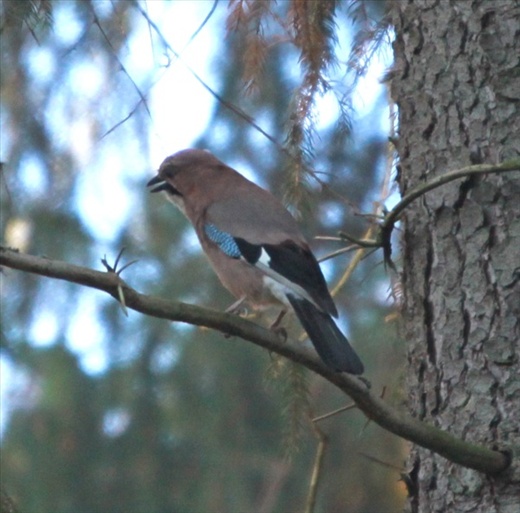 European jay, Bialowieza National Park 