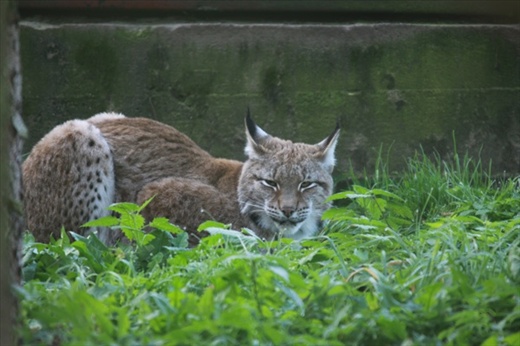 Lynx, Bialowieza National Park 