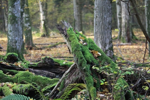 Autumn morning, Bialowieza National Park 