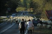 The flock surrounds our car, Polish Highlands: by vagabonds, Views[237]