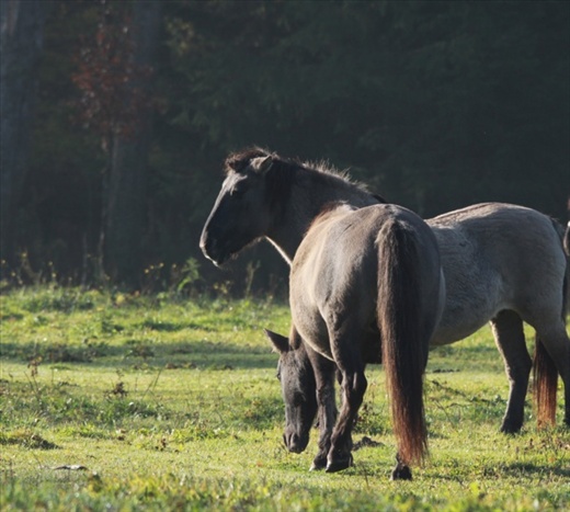 Tarpan ponies, Bialowieza National Park 
