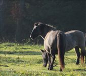 Tarpan ponies, Bialowieza National Park : by vagabonds, Views[743]