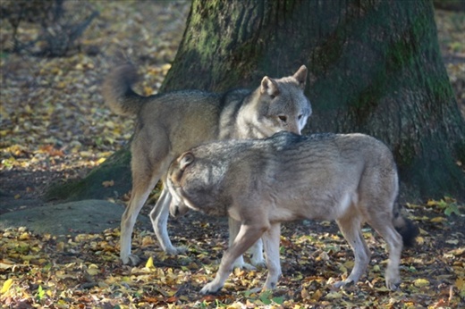 Wolves, Bialowieza National Park 