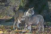 Wolves, Bialowieza National Park : by vagabonds, Views[713]