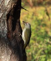 European green woodpecker, Bialowieza National Park : by vagabonds, Views[584]