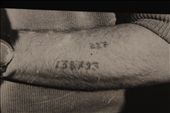 Tattoo ID number, only at Auschwitz: by vagabonds, Views[2450]