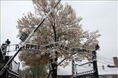 Wilkommen am Auschwitz. 