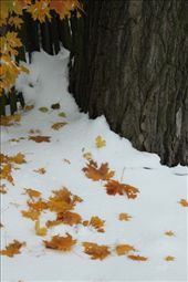 Maple leaves on snow: by vagabonds, Views[701]