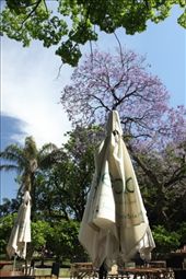 Jacaranda tree: by vagabonds, Views[448]
