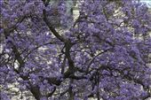 Deep Purple, Jacaranda tree: by vagabonds, Views[1019]