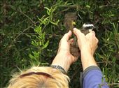 Connie replaces downed kiskadee chick: by vagabonds, Views[678]