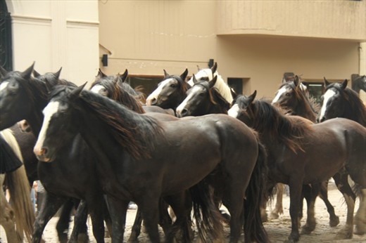 Driving the herd, Día de la Tradición