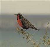 Long-tailed meadowlark: by vagabonds, Views[774]