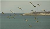 Burrowing parrots: by vagabonds, Views[595]