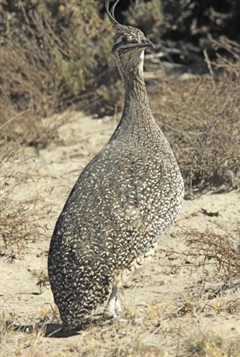 Elegant crested tinamou, Peninsula Valdes