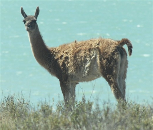 Guanaco, Peninsula Valdes