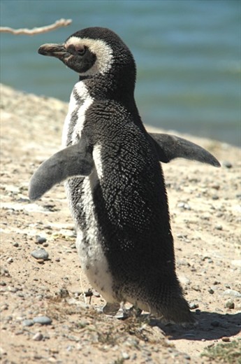 Magellanic penguin, Peninsula Valdes