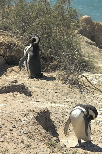 Magellanic penguins, Peninsula Valdes