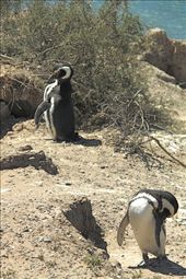 Magellanic penguins, Peninsula Valdes: by vagabonds, Views[772]