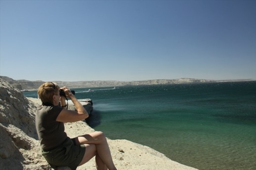 Connie searches for whales and birds, Golfo San Jose