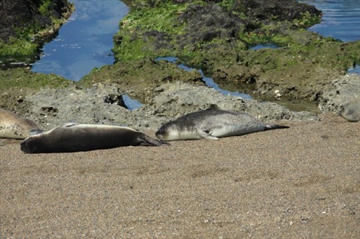 Sea lions, Peninsula Valdes