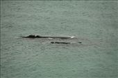 Right whale and calf from cliffs at Puerto Madryn: by vagabonds, Views[580]
