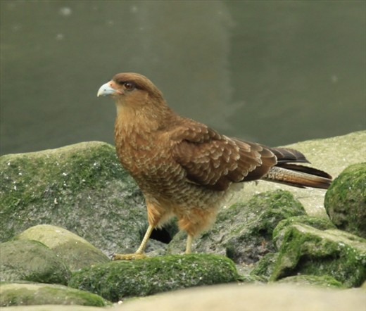 Chimango caracara