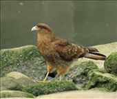 Chimango caracara: by vagabonds, Views[1220]